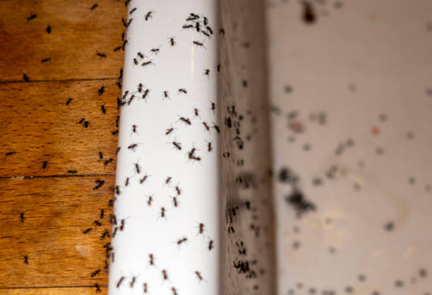 Best Local Pest Control Services  in Clarinda, IA