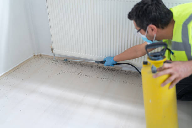 Best Wasp Removal Services  in Clarinda, IA